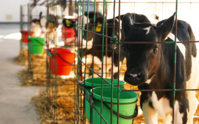 L’impact des produits laitiers