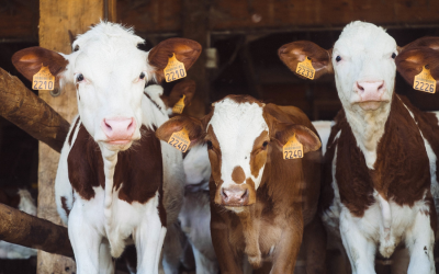La viande rouge, cauchemar du GIEC et des vaches